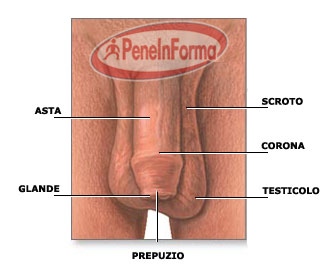epidermide del pene