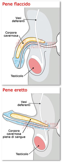 forma corretta del pene durante lerezione